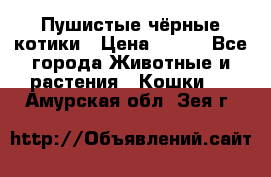 Пушистые чёрные котики › Цена ­ 100 - Все города Животные и растения » Кошки   . Амурская обл.,Зея г.